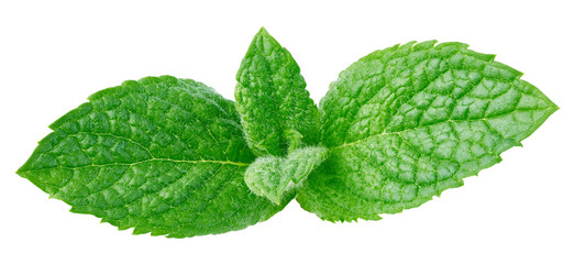 Fresh mint isolated Clipping Path