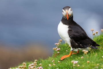 Puffin on Shetland Island resting in green grass and small white flowers