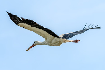 Weißstorch fliegend (Ciconia ciconia)