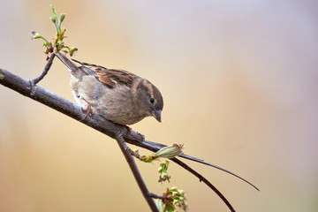 Close-up of a sparrow perching on tree branch in nature (Passer domesticus)