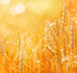 Close up of ripe wheat ears. Beautiful backdrop of ripening ears.  Golden field. Nature background and  blurred bokeh.