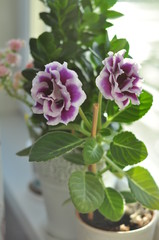 домашние цветы