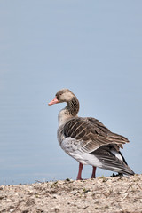One gray goose inront of a lake - Anser anser © Thomas Marx