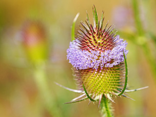 Blühende Wilde Karde, Dipsacus fullonum