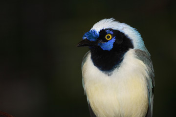 Grünhäher oder Inkahäher / Green Jay / Cyanocorax yncas.