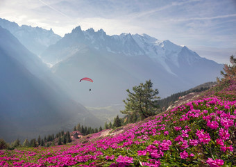 Alpine rhododendrons on the mountain fields of Chamonix - obrazy, fototapety, plakaty