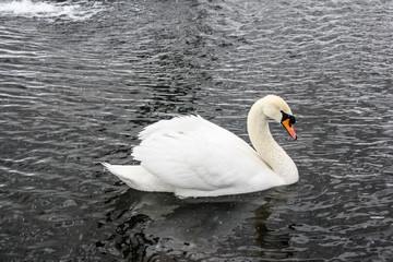 Fototapeta premium Swan