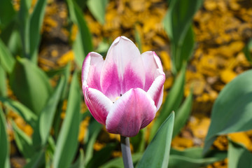 Tulip