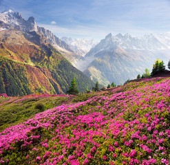 Alpine rhododendrons on the mountain fields of Chamonix