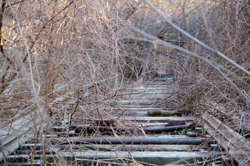 old wooden bridge in the forest