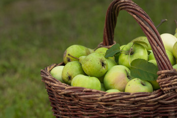 Apple harvest. Ripe green apples in the basket on the green grass.