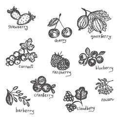 Vector set of hand drawn black and white north berries. Collection of blueberry, cranberry, cloud-berry, cherry, strawberry, currant, raspberry, rowan, gooseberry, barberry