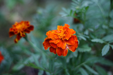 Marigold