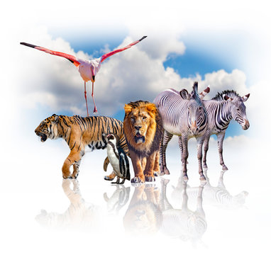 Group of african animals on white background. Their shadow is reflected on the ground. Behind them is the blue sky. It is a beautiful natural background for safari or zoo.