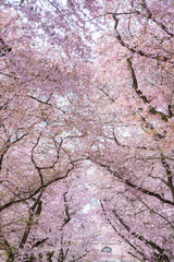 Kirshcblüten