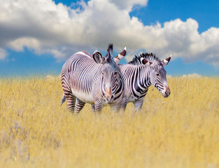 A group of zebras stands in the grass on the savannah in Africa. Behind them is the blue sky. It is a natural background with African animals.