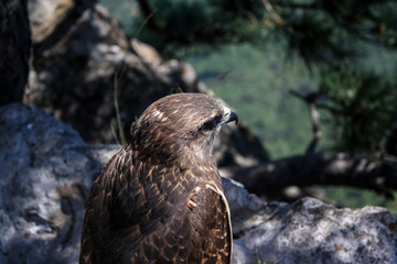 Falcon