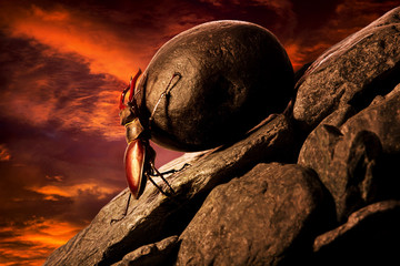 Stug beetle pushing heavy stone boulder up on hill.Sisyphus metaphore.Concept motivation.Hard work.Sunset. © vania_zhukevych