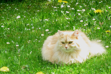 Hauskatze / Domestic Cat / Felis domestica.