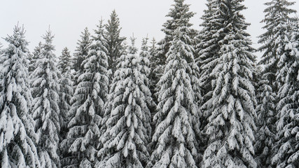 las w śniegu 