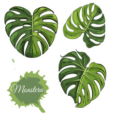 Set with  colored  monstera leaves and abstract spot. Hand drawn ink sketch isolated on white background.