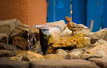 House Finch at Fountain