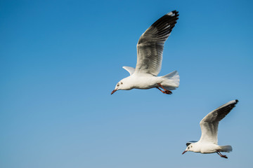Obraz premium Flying seagull