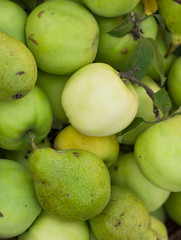 Apple harvest. Ripe green apples in the basket on the green grass.