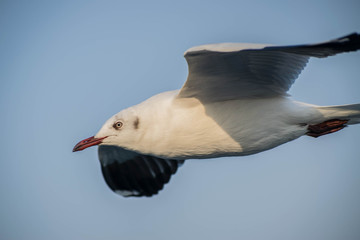 Flying seagull