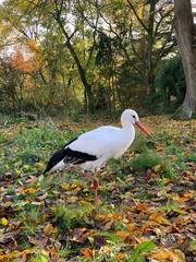 Storch im Wald