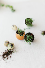 Obraz na płótnie Canvas cress salad greens in egg shell