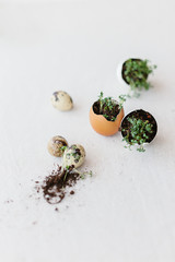 cress salad greens in egg shell