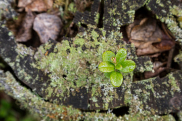 Close-up of a young and small lingonberry on top of a tree stump in the autumn, viewed from above.