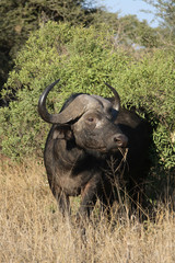 Obraz premium Kaffernbüffel / Buffalo / Syncerus caffer
