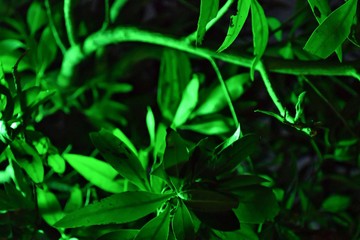 green leaves on black background