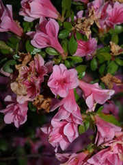 Azalée Azalea