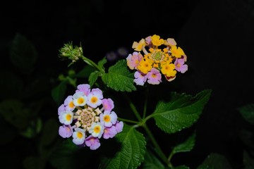 flowers in the garden