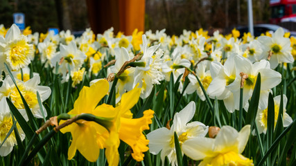 Obraz premium Spring daffodils