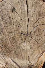 dry cut wood texture