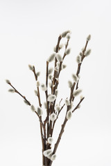 close up on willow branch on white