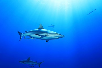 Naklejka premium Grey reef shark