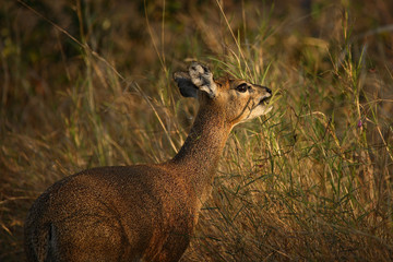 Klippspringer / Klipspringer / Oreotragus oreotragus