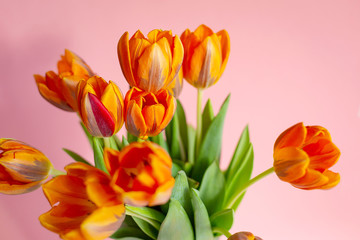 Spring tulips  in a vase near on rose background
