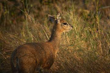 Klippspringer / Klipspringer / Oreotragus oreotragus