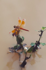 Orange dragonfly sticking to the branches in the canal