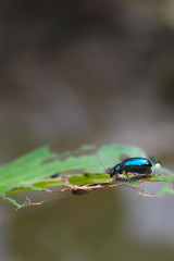 Blue insects on the leaves with holes, in the natural background