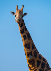 Giraffe standing alone on the savanna looking in to the camera, Uganda, Africa