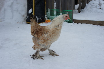 Chickens in winter. Hens - layers in the winter in the yard.