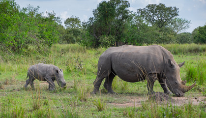 Mother and baby rhino walking on the savanna, Uganda, Africa