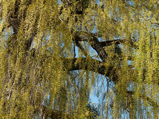 (Salix babylonica) Babylon willow or Weeping willow 